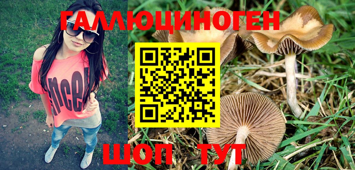 Псилоцибиновые грибы Cubensis Александров